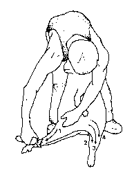 Figure 4.2 Machine shearing crossbred sheep