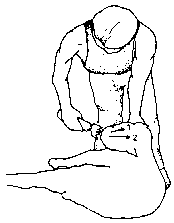 Figure 4.2 Machine shearing crossbred sheep