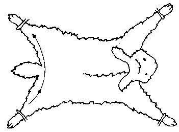 Figure 4.3 Shearing angora rabbits