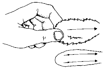 Figure 4.3 Shearing angora rabbits