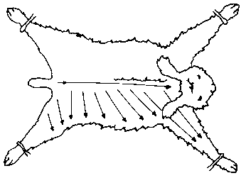 Figure 4.3 Shearing angora rabbits