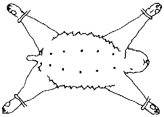 Figure 4.3 Shearing angora rabbits