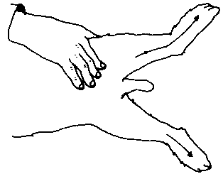 Figure 4.3 Shearing angora rabbits