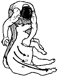 Figure 4.5 Blade shearing
