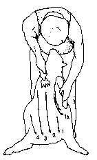 Figure 4.2 Machine shearing crossbred sheep