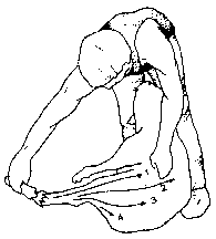 Figure 4.2 Machine shearing crossbred sheep
