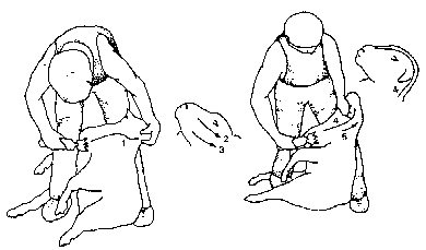 Figure 4.2 Machine shearing crossbred sheep