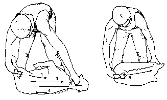 Figure 4.2 Machine shearing crossbred sheep