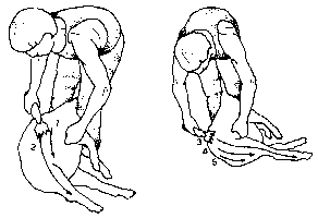 Figure 4.2 Machine shearing crossbred sheep