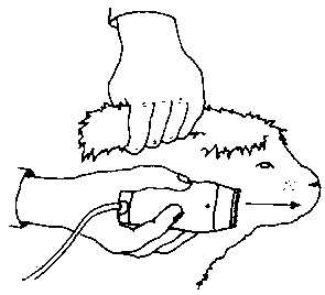 Figure 4.3 Shearing angora rabbits