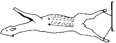 Figure 4.4 Shearing Llamas