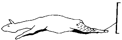Figure 4.4 Shearing Llamas