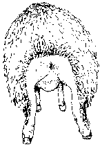 Figure 4.6 Crutching