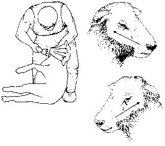 Figure 4.6 Crutching