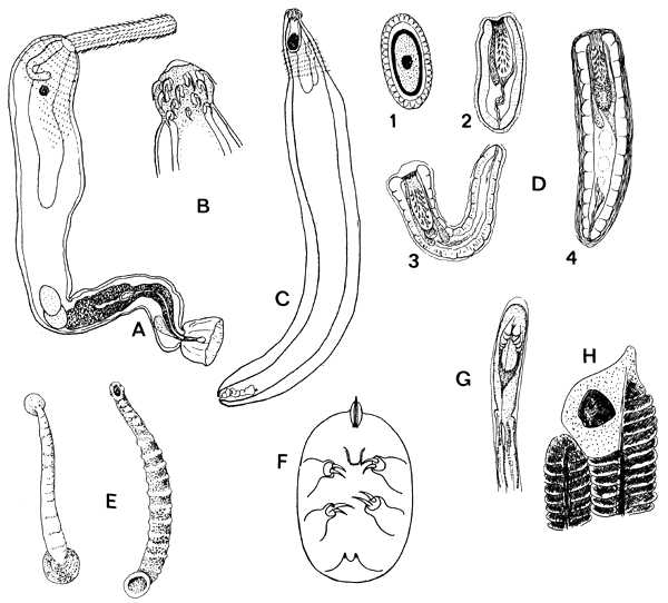 Fig.7