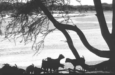 W5256t04.JPG (27888 bytes)