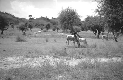 W5256t05.JPG (22361 bytes)