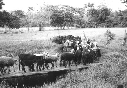 W5256t37.JPG (34007 bytes)