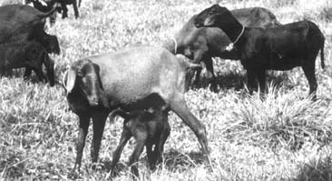 W5256t39.JPG (24928 bytes)