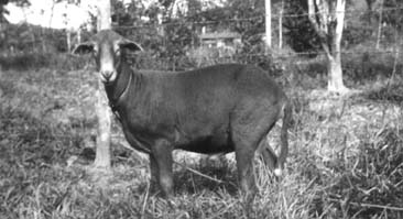 W5256t40.JPG (21283 bytes)