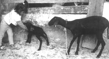 W5256t41.JPG (18135 bytes)