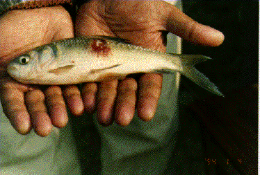 Fan2.gif (53762 byte)