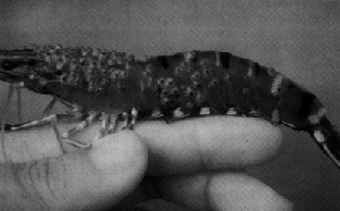 Fan3.gif (60941 byte)