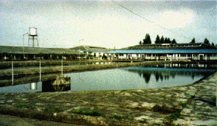 Phto3.GIF (68763 byte)