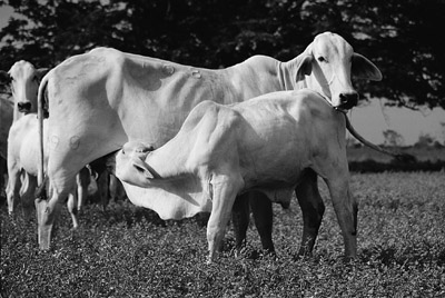 W8600t26.JPG (46427 bytes)