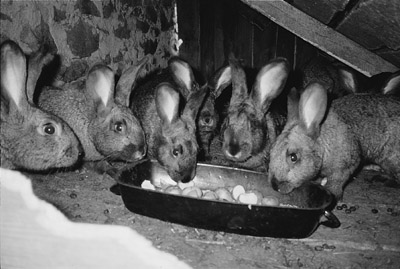 W8600t31.JPG (39932 bytes)