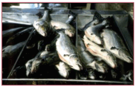 pag19-1.gif (32592 byte)