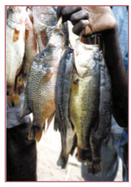 pag19-2.gif (34611 byte)