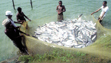 HARVEST.jpg (75729 byte)