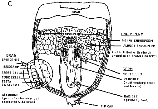 Diagrammatic illustrations of cereal grains (caryopis fruit)
