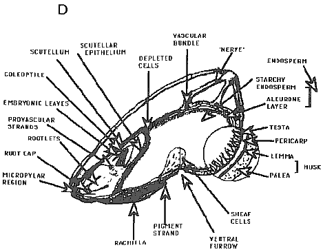 Diagrammatic illustrations of cereal grains (caryopis fruit)