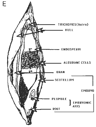 Diagrammatic illustrations of cereal grains (caryopis fruit)