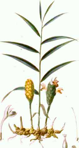 Zingiber officinale Rosc.