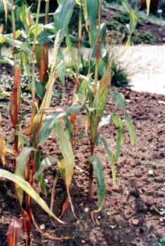 Zea mays  L.