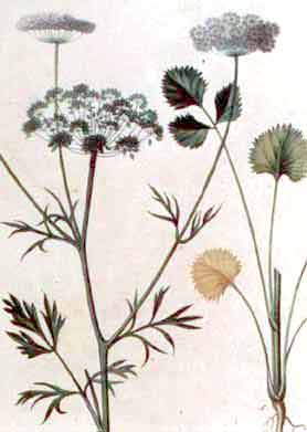 Pimpinella anisum L.