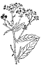 Blumea balsamifera