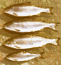 poisson.jpg (68965 byte)