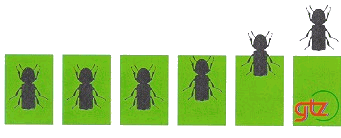 x5295e02.gif (17133 Byte)