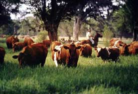 &copy;Foto: Carlos Pineda