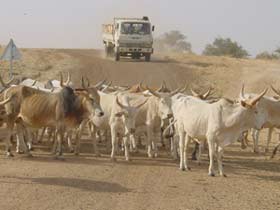 Troupeau traversant une route autour de la vallee du Ferlo (Senegal). Photo  Pesseat.S
