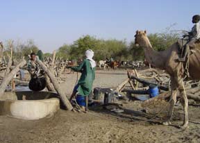 Troupeau  autour d'un puits dans la region du Kanem (Tchad). Photo  Ickowicz.A.
