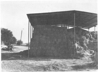 intensive sheep production in the near east