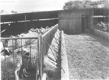 intensive sheep production in the near east