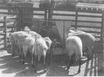 intensive sheep production in the near east