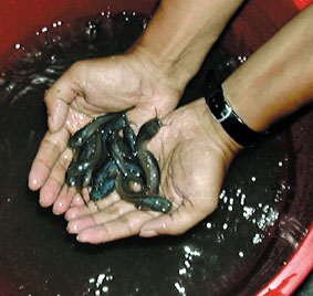 Tama�o de la larvas con las cuales empez� la cria