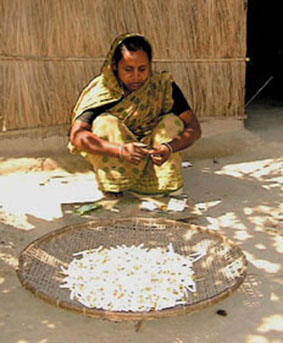 Las Alternativas de la cria de bagres: producci�n de biri (15 taka/d�a, 30 US cents)